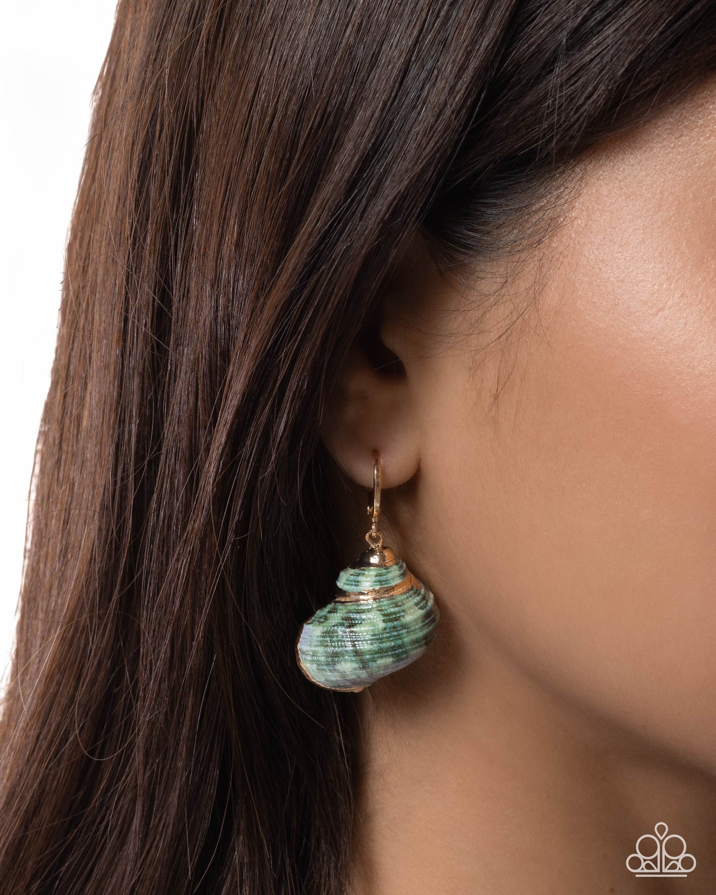 Seashell Spotlight