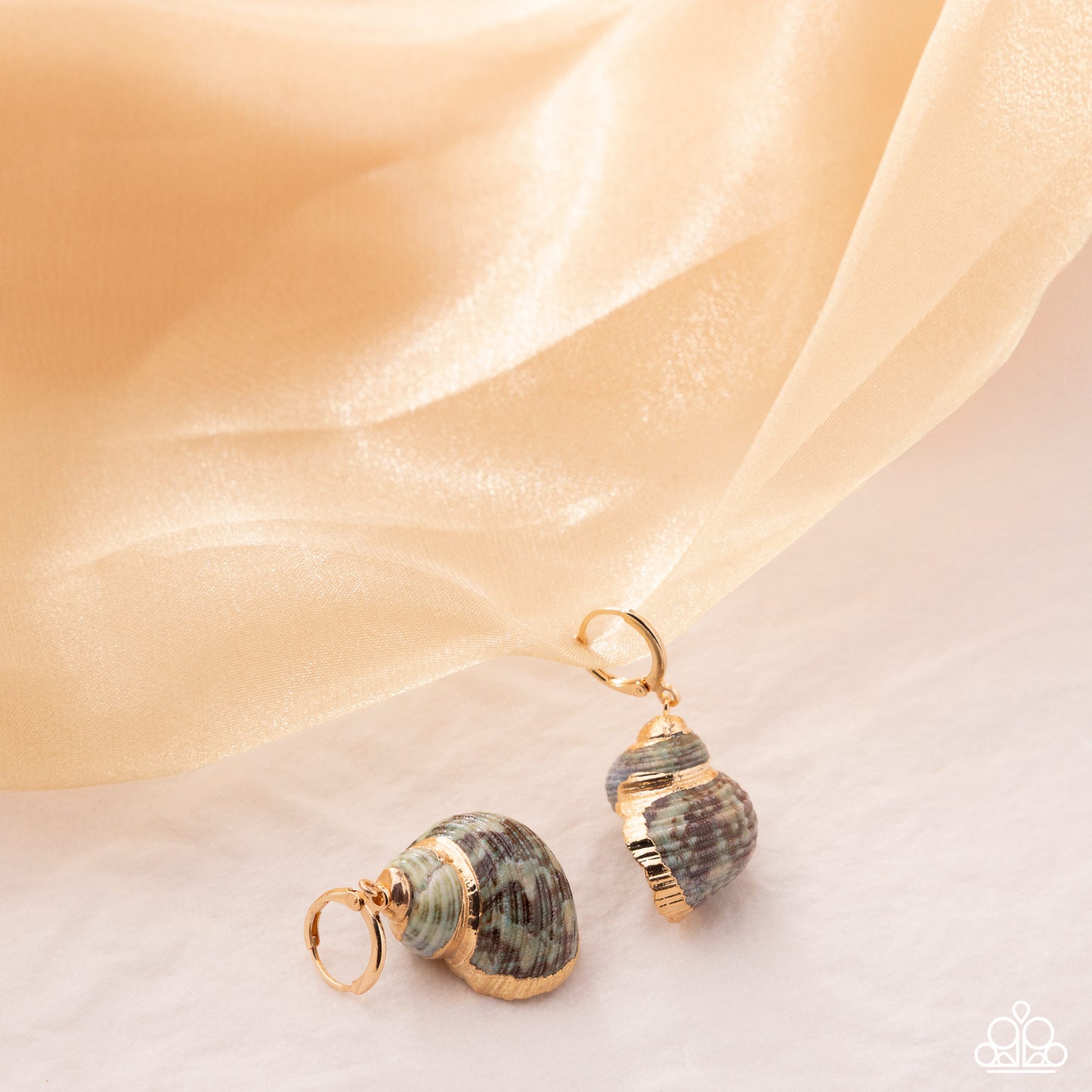 Seashell Spotlight